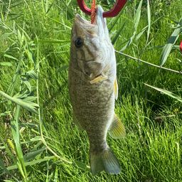 スモールマウスバス