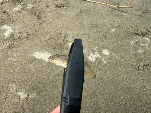 ハゼの釣果