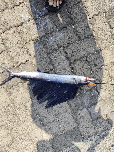 バショウカジキの釣果