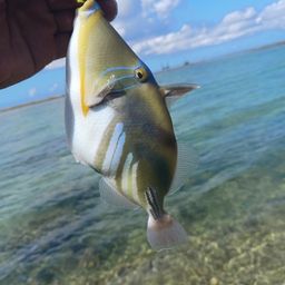 ムラサメモンガラ