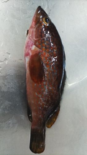 オオモンハタの釣果