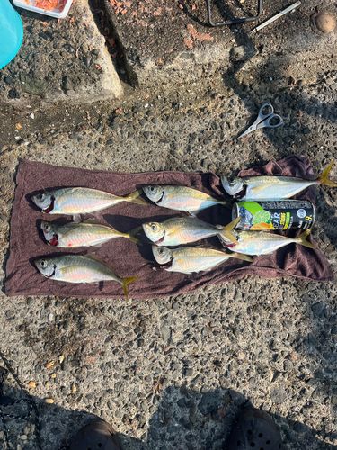 アジの釣果