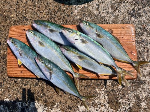 ワカシの釣果