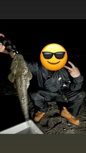 マゴチの釣果