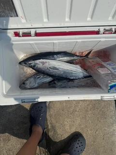 カツオの釣果