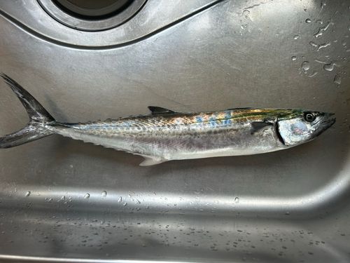 サゴシの釣果