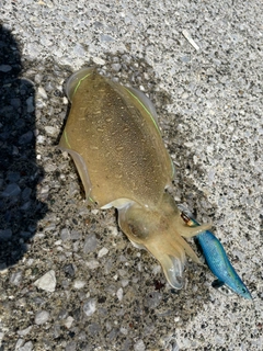 カミナリイカの釣果
