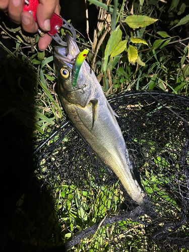 阿武隈川下流