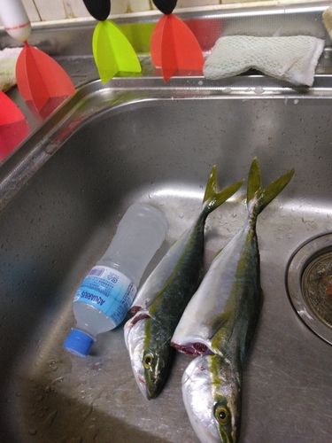 ワカシの釣果