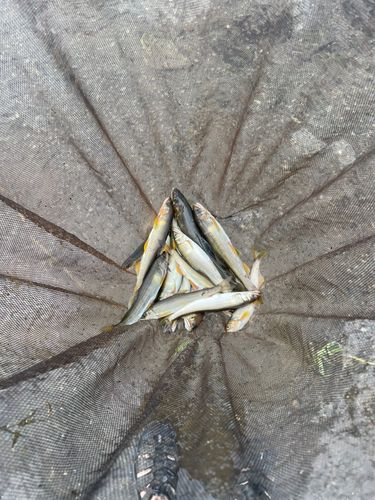 アユの釣果