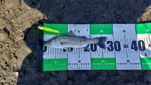 セイゴ（ヒラスズキ）の釣果