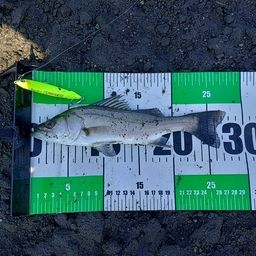 セイゴ(ヒラスズキ)