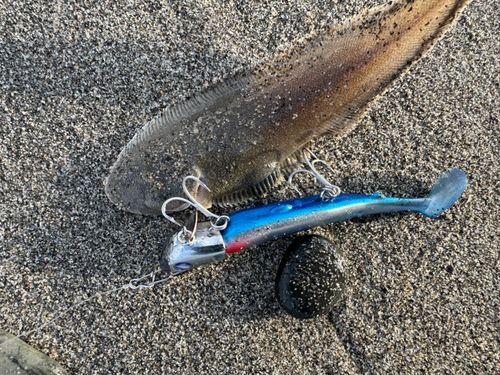 ウシノシタの釣果