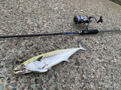 サゴシの釣果