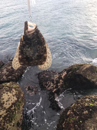 ソゲの釣果
