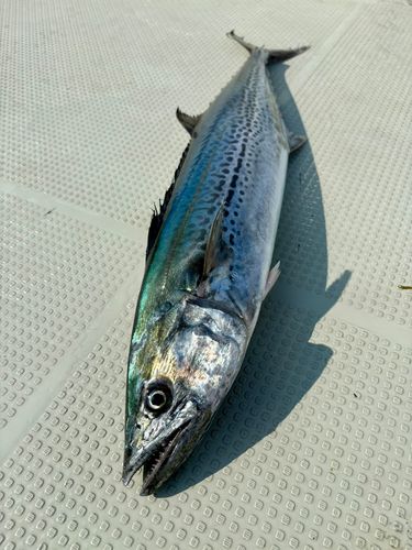 サワラの釣果