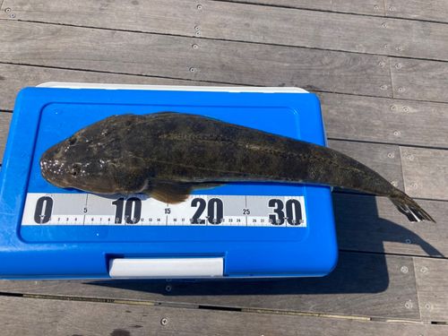 マゴチの釣果