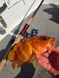 アカハタの釣果