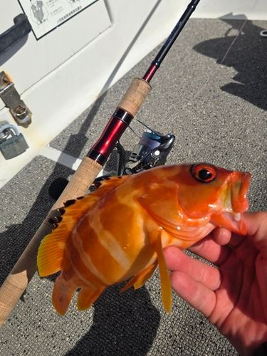 アカハタの釣果