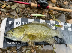 スモールマウスバスの釣果