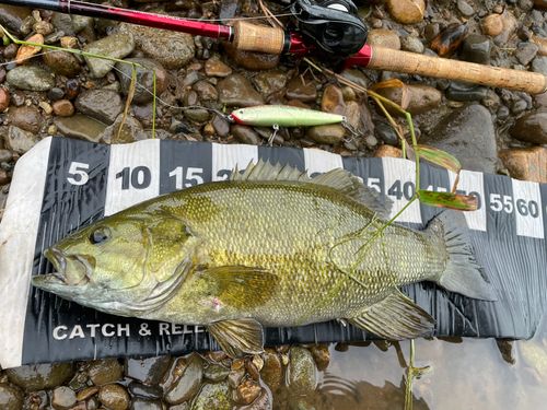 スモールマウスバスの釣果