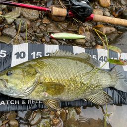 スモールマウスバス