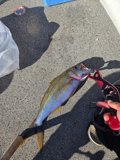イシフエダイの釣果