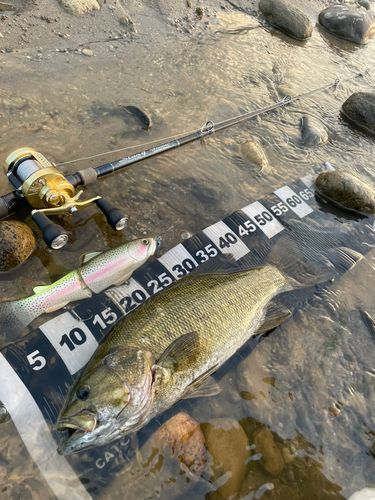 スモールマウスバスの釣果