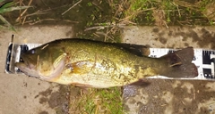 ブラックバスの釣果