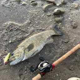 スモールマウスバス