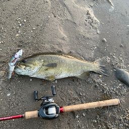 スモールマウスバス