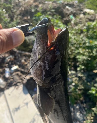 ナマズの釣果