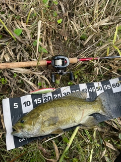 スモールマウスバスの釣果