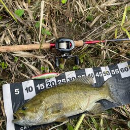 スモールマウスバス