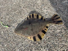 カワガレイの釣果