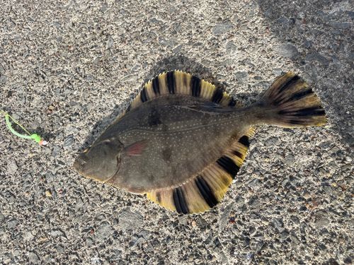 カワガレイの釣果