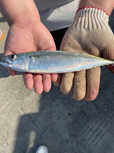サバの釣果