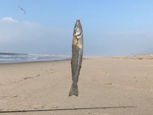 キスの釣果