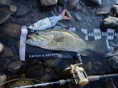 スモールマウスバスの釣果