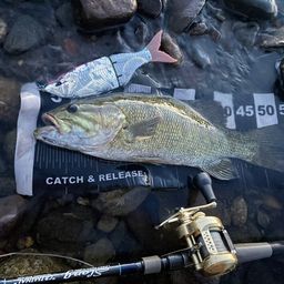 スモールマウスバス