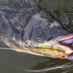 クロダイ