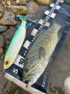 スモールマウスバスの釣果
