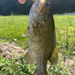 スモールマウスバス