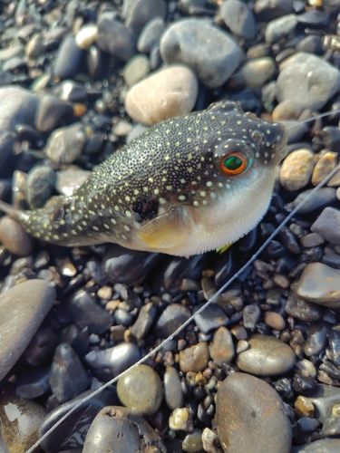 フグの釣果