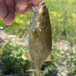 スモールマウスバス