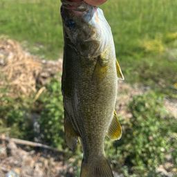 スモールマウスバス