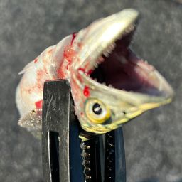 サゴシ