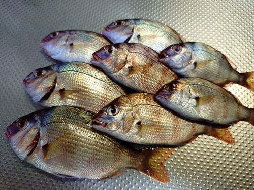 チャリコの釣果