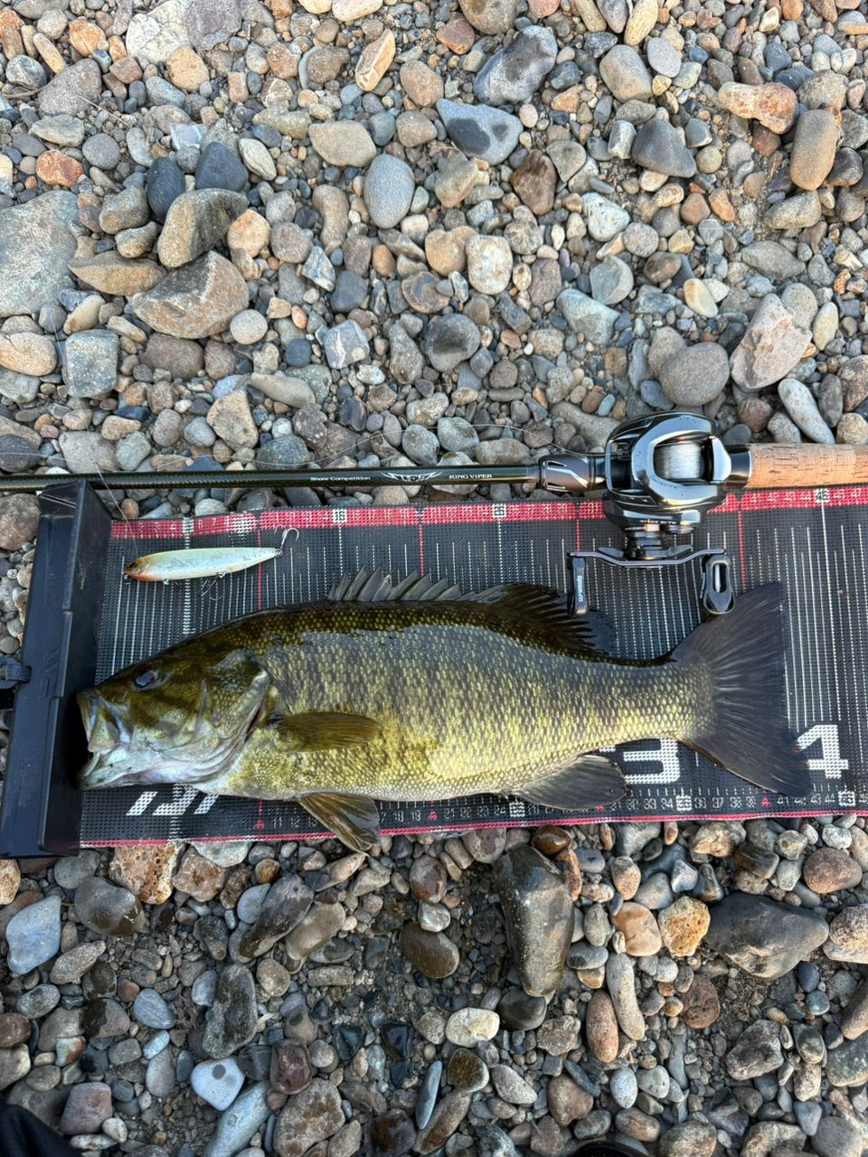 スモールマウスバス