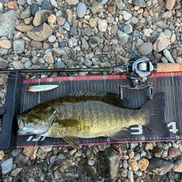 スモールマウスバス